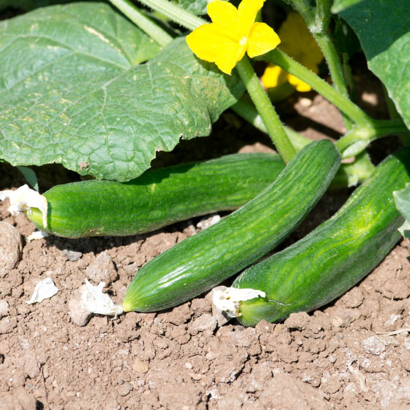 Plant Concombre Crokdeliss Pot 10,5cm Sélection Jardinul