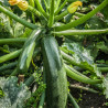 3 Plants Courgette Partenon Pot 10,5cm Sélection Jardinul