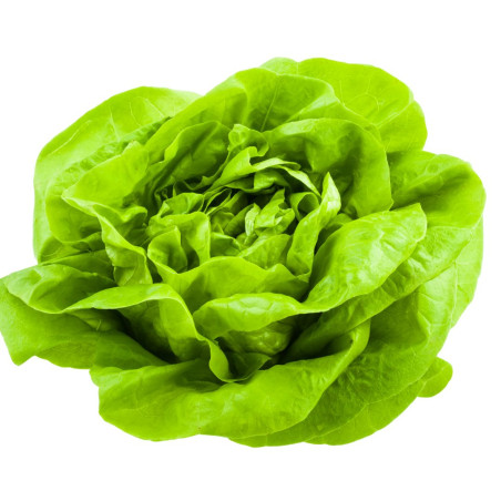 6 plants Laitues Aquino Motte 4 cm Sélection Jardinul