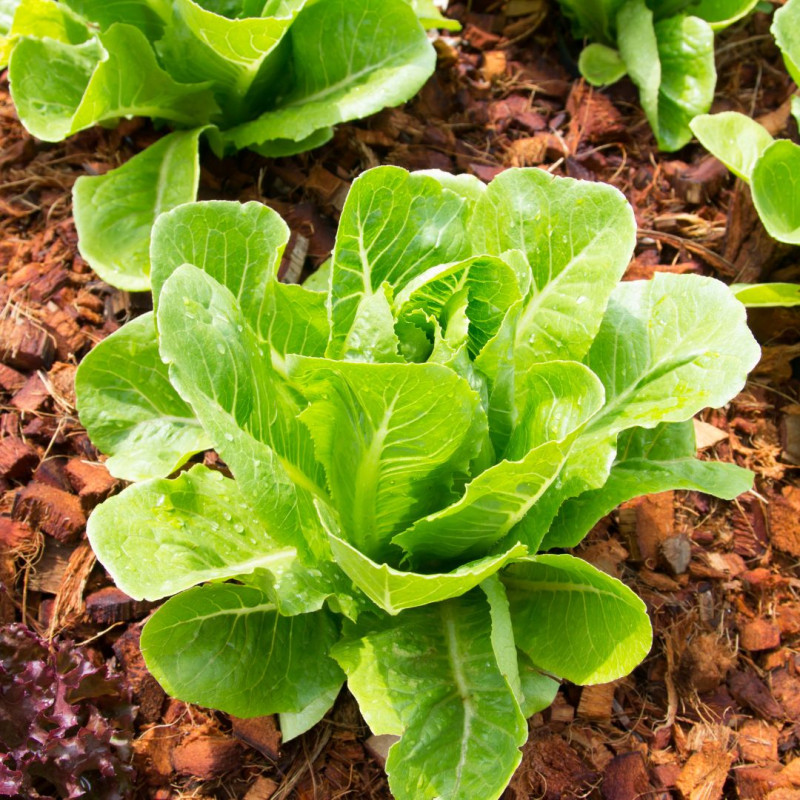 6 plants Laitues Aquino Motte 4 cm Sélection Jardinul