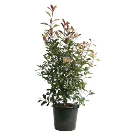 Photinia Red Robin - Photinia xfraseri Red Robin en Pot 30L 150/175cm
