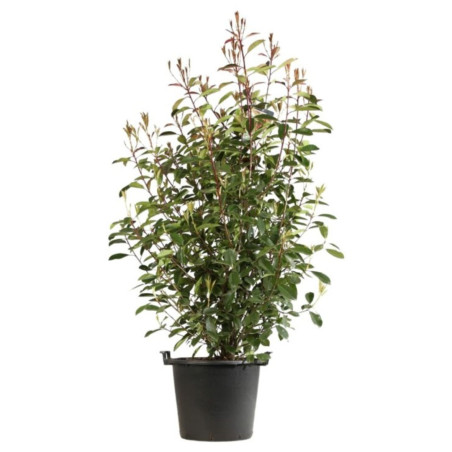 Photinia Red Robin - Photinia xfraseri Red Robin en Pot 30L 150/175cm