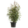 Photinia Red Robin - Photinia xfraseri Red Robin en Pot 30L 150/175cm