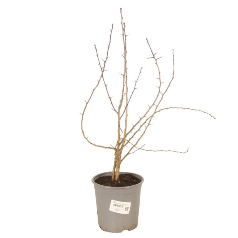Aubépine monogyne - Crataegus monogyna en Pot 50/60cm