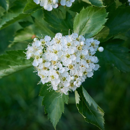 Aubépine monogyne - Crataegus monogyna en Pot 50/60cm