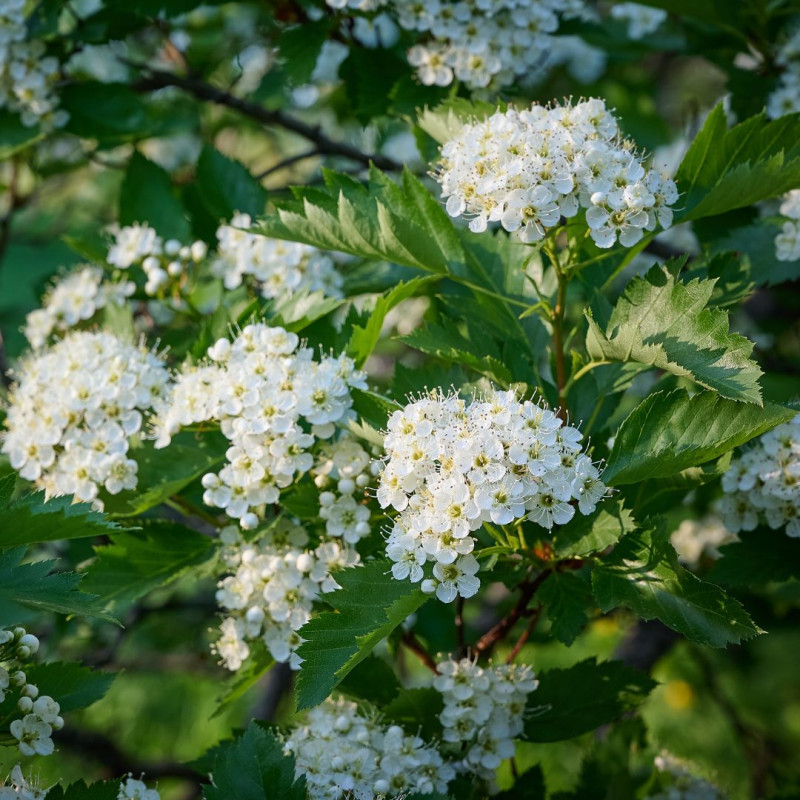 Aubépine monogyne - Crataegus monogyna en Pot 50/60cm