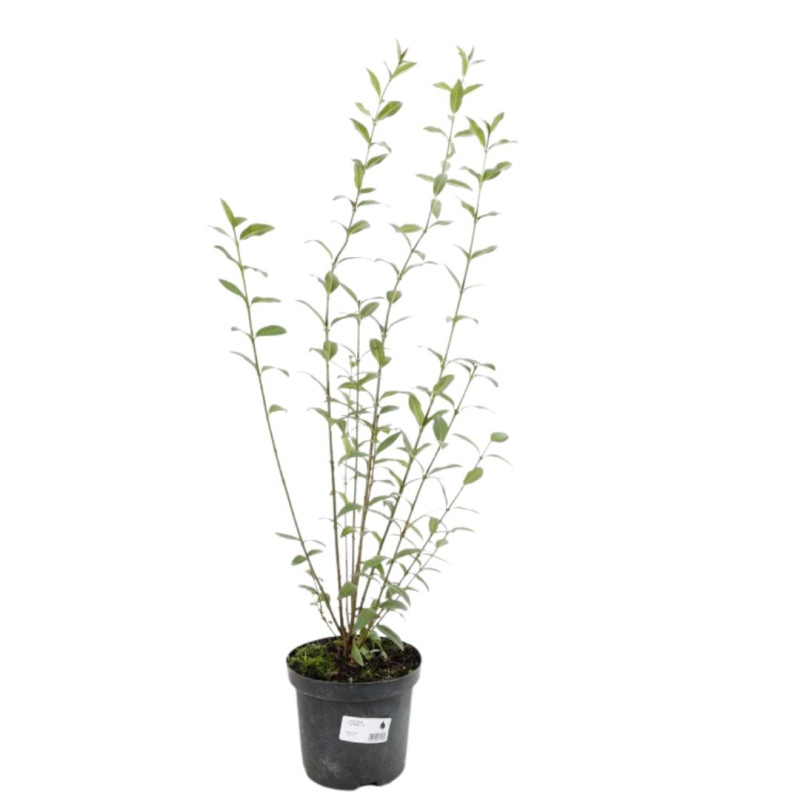 Troène commun - Ligustrum vulgare en Pot 5L 100/120cm