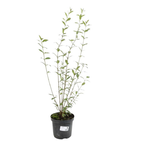 Troène commun - Ligustrum vulgare en Pot 5L 100/120cm