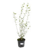 Troène commun - Ligustrum vulgare en Pot 5L 100/120cm