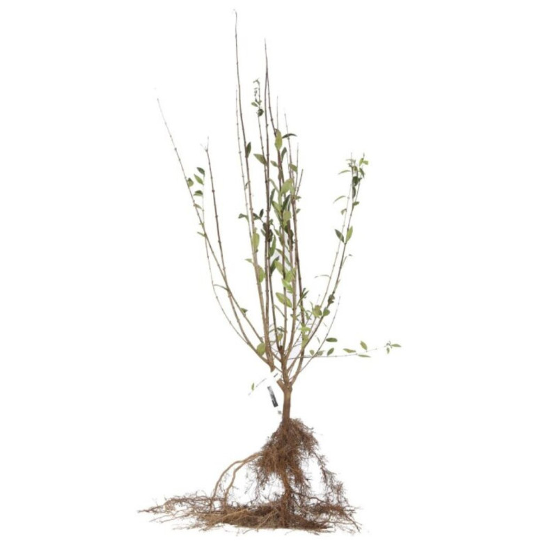Troène commun - Ligustrum vulgare en Racines nues 60/80cm