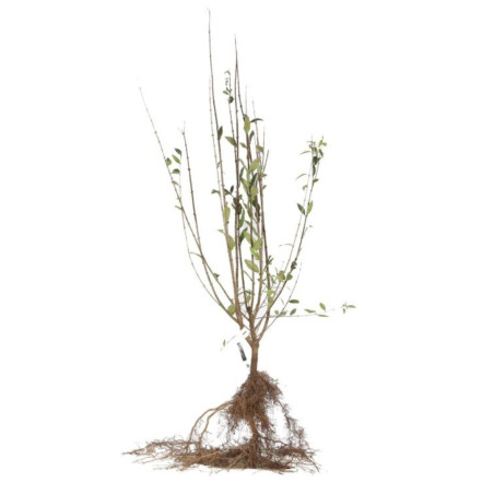 Troène commun - Ligustrum vulgare en Racines nues 60/80cm