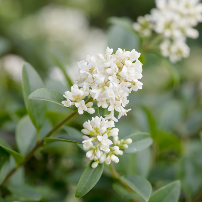 Troène commun - Ligustrum vulgare en Racines nues 100/120cm