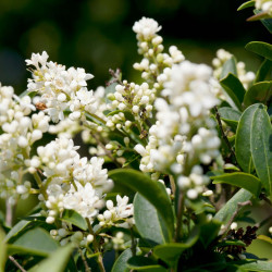 Troène commun - Ligustrum vulgare en Racines nues 100/120cm