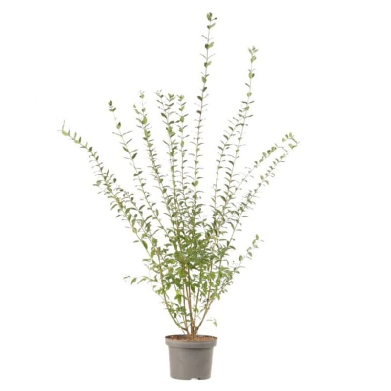 Troène commun - Ligustrum vulgare en Pot 7,5L 120/150cm