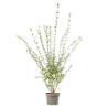 Troène commun - Ligustrum vulgare en Pot 7,5L 120/150cm