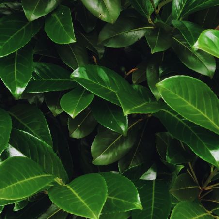 Laurier-cerise Etna - Prunus laurocerasus Etna en Pot 100/120cm