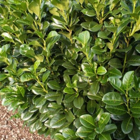 Laurier-cerise Etna - Prunus laurocerasus Etna en Pot 100/120cm