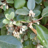 Chalef d’Ebbingei - Elaeagnus xebbingei en Pot 7,5L 60/80cm