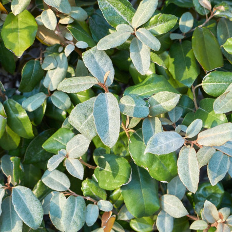 Chalef d’Ebbingei - Elaeagnus xebbingei en Pot 7,5L 60/80cm