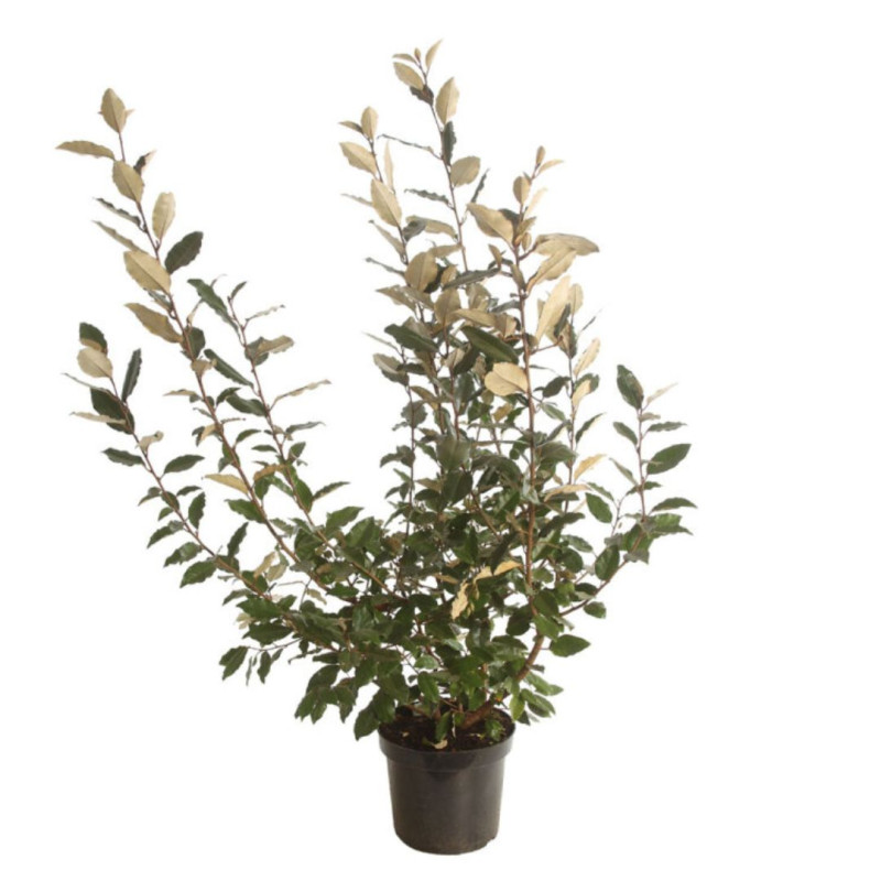 Chalef d’Ebbingei - Elaeagnus xebbingei en Pot 7,5L 60/80cm