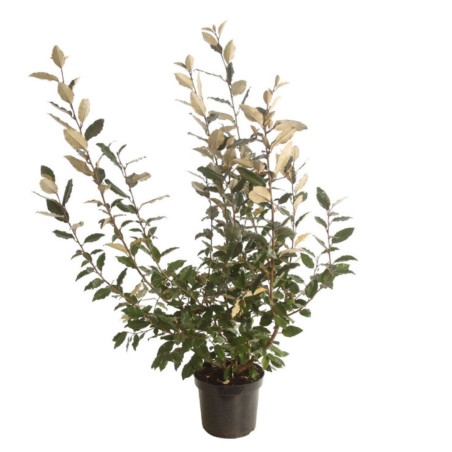 Chalef d’Ebbingei - Elaeagnus xebbingei en Pot 7,5L 60/80cm