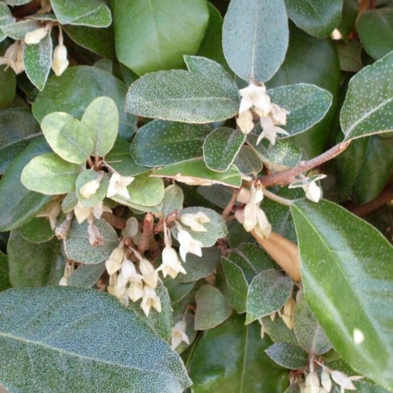 Chalef d’Ebbingei - Elaeagnus xebbingei en Pot 9L 100/120cm
