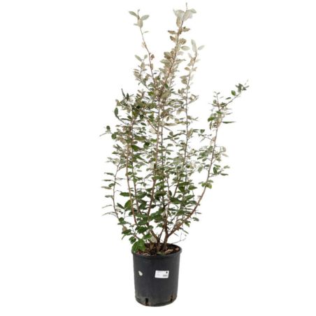 Chalef d’Ebbingei - Elaeagnus xebbingei en Pot 9L 100/120cm