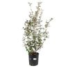 Chalef d’Ebbingei - Elaeagnus xebbingei en Pot 9L 100/120cm