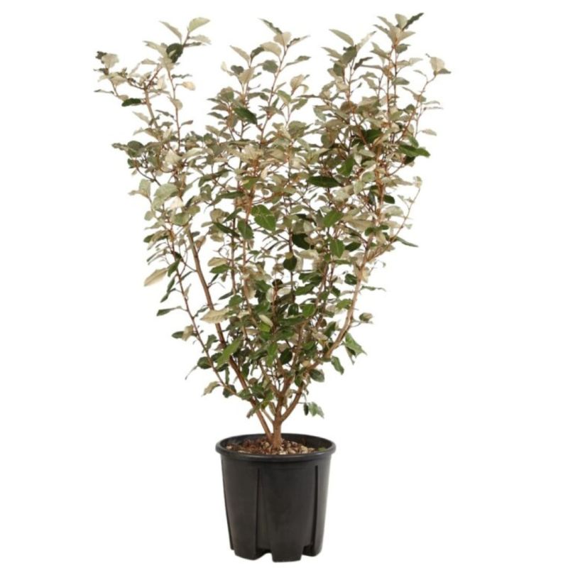 Chalef d’Ebbingei - Elaeagnus xebbingei en Pot 9L 100/120cm