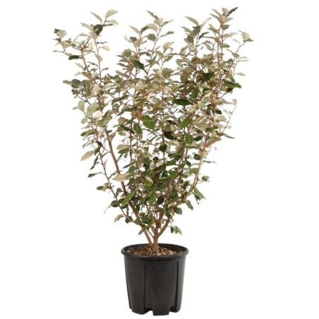Chalef d’Ebbingei - Elaeagnus xebbingei en Pot 9L 100/120cm