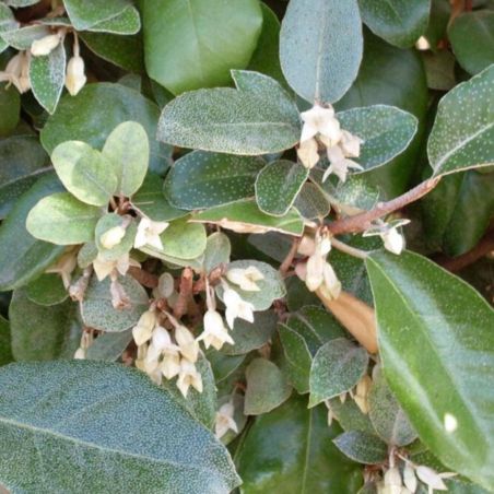Chalef d’Ebbingei - Elaeagnus xebbingei en Pot 30L 150/175cm