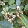 Chalef d’Ebbingei - Elaeagnus xebbingei en Pot 30L 150/175cm