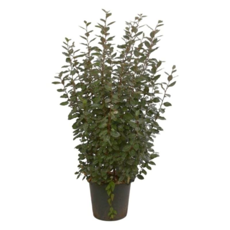 Chalef d’Ebbingei - Elaeagnus xebbingei en Pot 30L 150/175cm