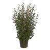Chalef d’Ebbingei - Elaeagnus xebbingei en Pot 30L 150/175cm