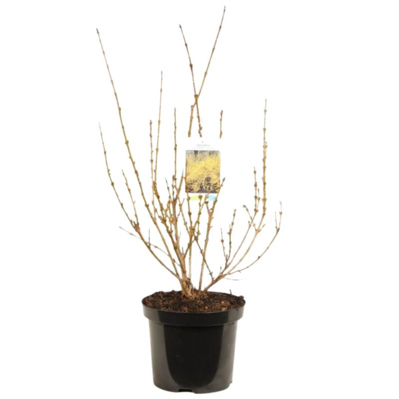 Forsythia Lynwood 3L
