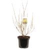 Forsythia Lynwood 3L