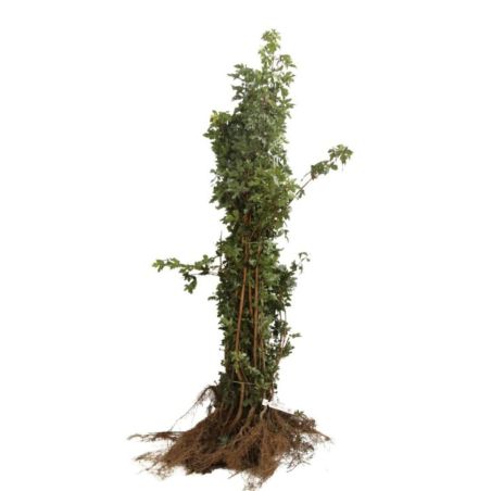 Érable champêtre - Acer campestre en Racines nues 100/120cm