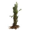 Érable champêtre - Acer campestre en Racines nues 100/120cm