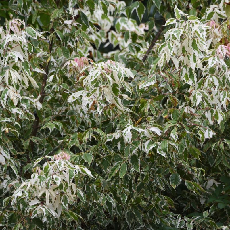 Érable champêtre - Acer campestre en Racines nues 100/120cm