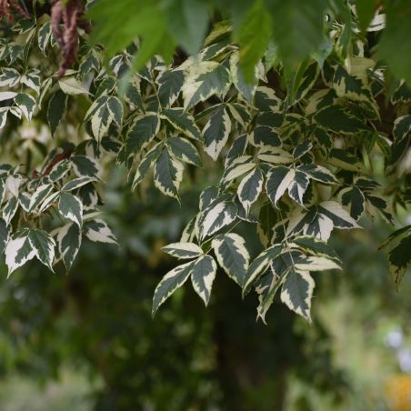 Érable champêtre - Acer campestre en Racines nues 100/120cm
