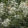 Érable champêtre - Acer campestre en Pot 7,5L 125/150cm