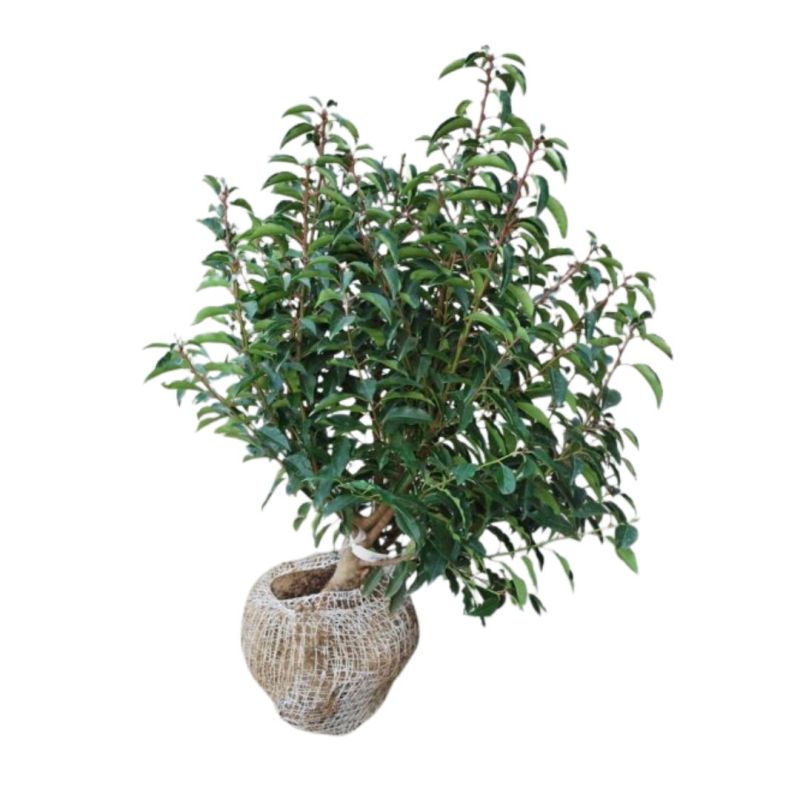 Laurier du Portugal à feuilles étroites - Prunus lusitanica Angustifolia en Motte 60/80cm