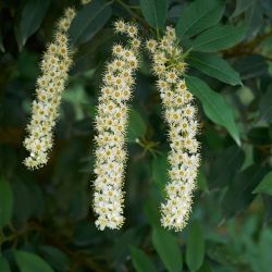 Laurier du Portugal à feuilles étroites - Prunus lusitanica Angustifolia en Motte 60/80cm