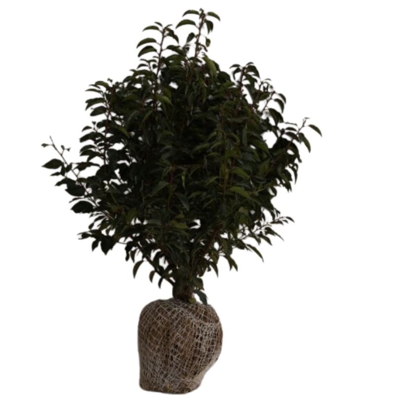 Laurier du Portugal à feuilles étroites - Prunus lusitanica Angustifolia en Motte 80/100cm