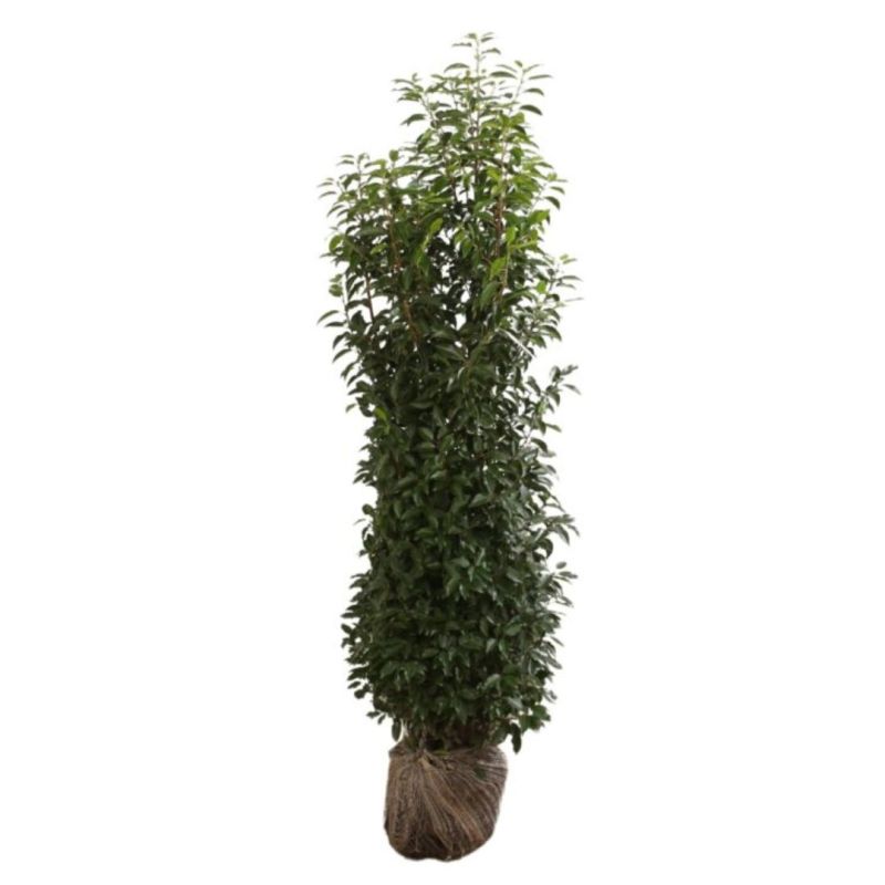 Laurier du Portugal à feuilles étroites - Prunus lusitanica Angustifolia en Motte 150/175cm