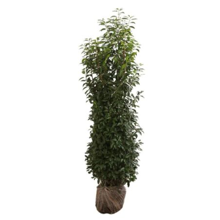 Laurier du Portugal à feuilles étroites - Prunus lusitanica Angustifolia en Motte 150/175cm