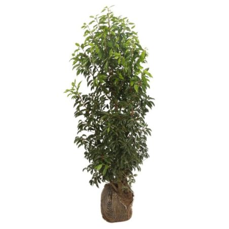 Laurier du Portugal à feuilles étroites - Prunus lusitanica Angustifolia en Motte 125/150cm
