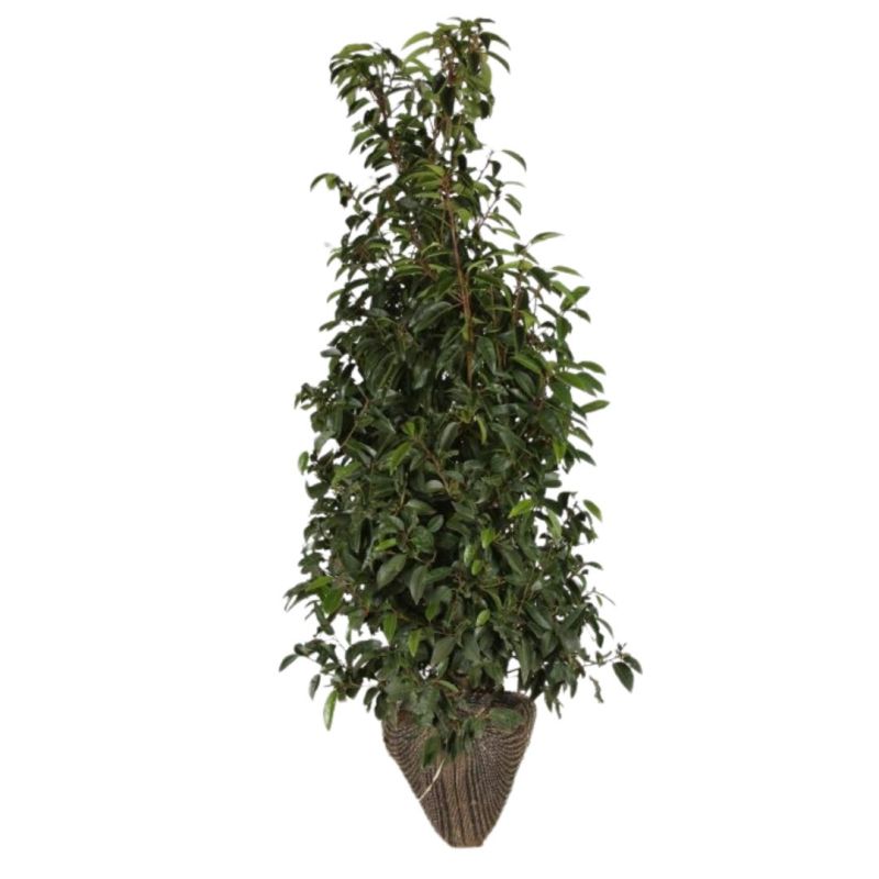 Laurier du Portugal à feuilles étroites - Prunus lusitanica Angustifolia en Motte 125/150cm