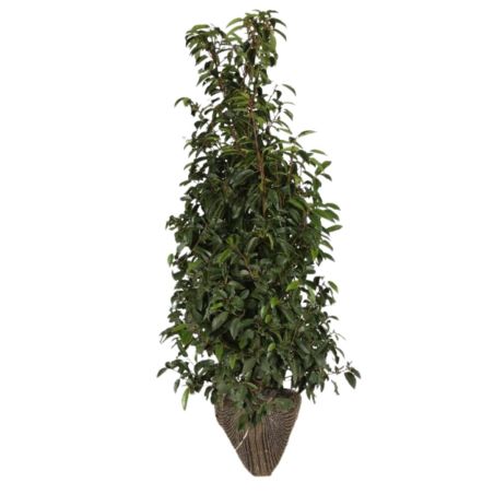 Laurier du Portugal à feuilles étroites - Prunus lusitanica Angustifolia en Motte 125/150cm