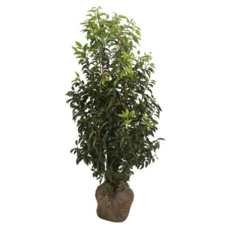 Laurier du Portugal à feuilles étroites - Prunus lusitanica Angustifolia en Motte 100/120cm